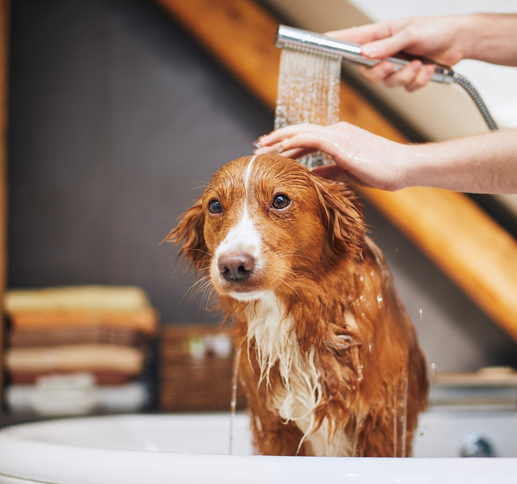 tank water heater installation repair maintenance Brampton
